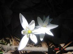 شیرمرغ پاکوتاه